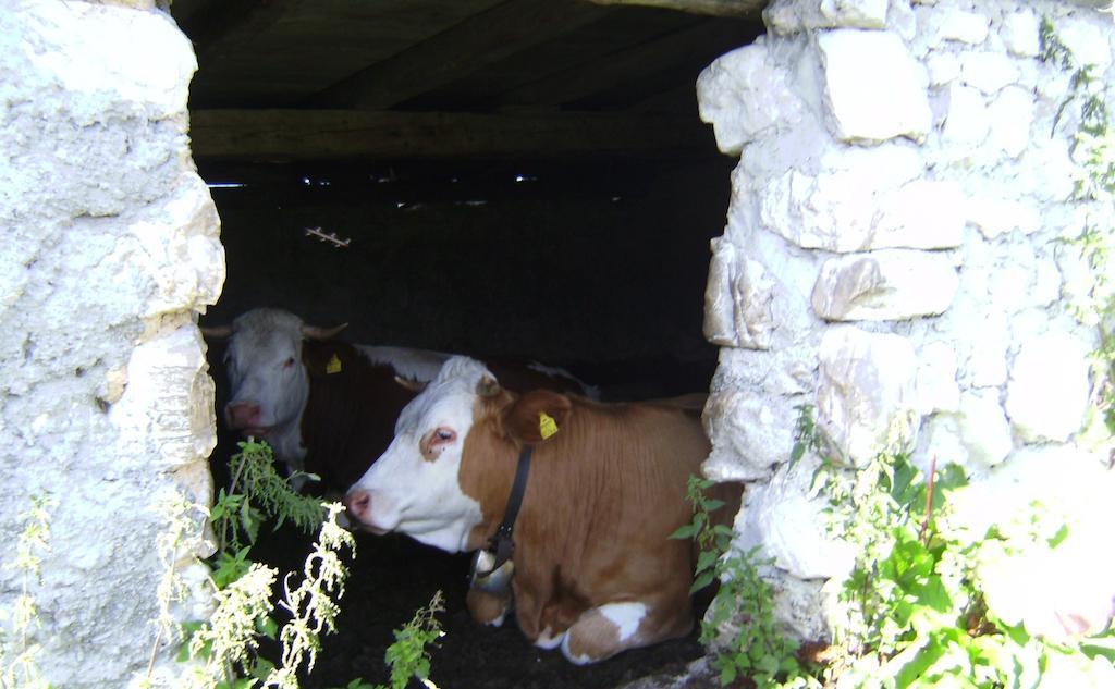 Farm stay Feichtingerhof